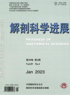 解剖科学进展